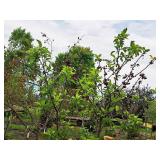 Crabapple Red Jewel Malus Jewelcole 2" caliper, Ball & Burlap SKU#1543