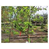 Crabapple Red Jewel Malus Jewelcole 2" caliper, Ball & Burlap SKU#1543