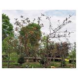 Prairifire Crabapple 2" caliper, Ball & Burlap