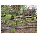 Prairifire Crabapple 2" caliper, Ball & Burlap