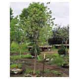 Boulevard Linden Tilia Americana 2.5" caliper, Ball & Burlap SKU#7144