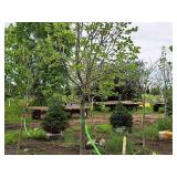 Boulevard Linden Tilia Americana 2.5" caliper, Ball & Burlap SKU#7144