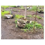 Boulevard Linden Tilia Americana 2.5" caliper, Ball & Burlap SKU#7144