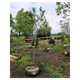 Serviceberry, Autumn Brilliance Amerlanchier x Grandiflora 2" caliper, Ball & Burlap SKU#7063