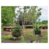 Serviceberry, Autumn Brilliance Amerlanchier x Grandiflora 2" caliper, Ball & Burlap SKU#7063