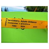 Serviceberry, Autumn Brilliance Amerlanchier x Grandiflora 2" caliper, Ball & Burlap SKU#7063