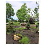 Redmond Linden Tilia Americana Redmond 2.5" caliper, Ball & Burlap SKU#1553