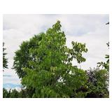 Redmond Linden Tilia Americana Redmond 2.5" caliper, Ball & Burlap SKU#1553