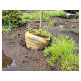 Redmond Linden Tilia Americana Redmond 2.5" caliper, Ball & Burlap SKU#1553