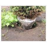 Black Hills Spruce Picea Glauca Densata 5