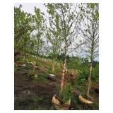 River Birch 2.5" caliper, Ball & Burlap