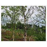 River Birch 2.5" caliper, Ball & Burlap