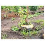 River Birch 2.5" caliper, Ball & Burlap