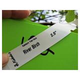 River Birch 2.5" caliper, Ball & Burlap