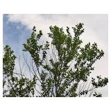 Birch Heritage City Betula Nigra 