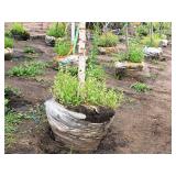 Birch Heritage City Betula Nigra 