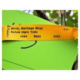 Birch Heritage City Betula Nigra 
