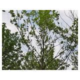 River Birch 2.5" caliper, Ball & Burlap