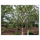 River Birch 2.5" caliper, Ball & Burlap