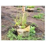 River Birch 2.5" caliper, Ball & Burlap