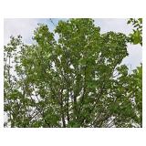 Maple Burgundy Belle Red Acer Rebrum Magnificent Magenta 3" caliper, Ball & Burlap SKU#1727