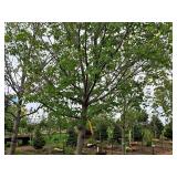 Maple Burgundy Belle Red Acer Rebrum Magnificent Magenta 3" caliper, Ball & Burlap SKU#1727