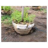 Maple Burgundy Belle Red Acer Rebrum Magnificent Magenta 3" caliper, Ball & Burlap SKU#1727