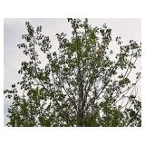 Sienna Glen Maple Acer x Freemanii 3" caliper, Ball & Burlap SKU#1595