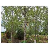 Sienna Glen Maple Acer x Freemanii 3" caliper, Ball & Burlap SKU#1595