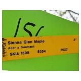Sienna Glen Maple Acer x Freemanii 3" caliper, Ball & Burlap SKU#1595