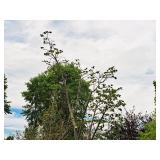 Boulevard Linden Tilia Americana 2.5" caliper, Ball & Burlap SKU#7144