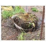 Boulevard Linden Tilia Americana 2.5" caliper, Ball & Burlap SKU#7144