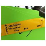 Boulevard Linden Tilia Americana 2.5" caliper, Ball & Burlap SKU#7144