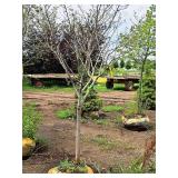 Serviceberry, Autumn Brilliance Amerlanchier x Grandiflora 2" caliper, Ball & Burlap SKU#7063