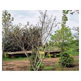 Serviceberry, Autumn Brilliance Amerlanchier x Grandiflora 2" caliper, Ball & Burlap SKU#7063