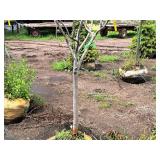 Serviceberry, Autumn Brilliance Amerlanchier x Grandiflora 2" caliper, Ball & Burlap SKU#7063