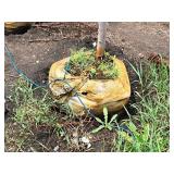 Serviceberry, Autumn Brilliance Amerlanchier x Grandiflora 2" caliper, Ball & Burlap SKU#7063