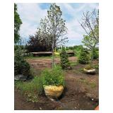 Redmond Linden Tilia Americana Redmond 2.5" caliper, Ball & Burlap SKU#1553