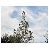 Redmond Linden Tilia Americana Redmond 2.5" caliper, Ball & Burlap SKU#1553