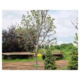 Redmond Linden Tilia Americana Redmond 2.5" caliper, Ball & Burlap SKU#1553