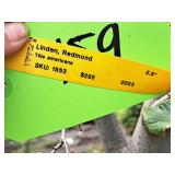 Redmond Linden Tilia Americana Redmond 2.5" caliper, Ball & Burlap SKU#1553