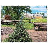 Black Hills Spruce Picea Glauca Densata 5