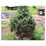 Black Hills Spruce Picea Glauca Densata 5