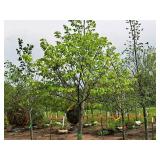 Redmond Linden Tilia Americana Redmond 2.5" caliper, Ball & Burlap SKU#1553