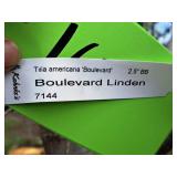 Boulevard Linden Tilia Americana 2.5" caliper, Ball & Burlap SKU#7144