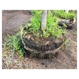 Sienna Glen Maple Acer x Freemanii 3" caliper, Ball & Burlap SKU#1595