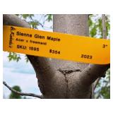 Sienna Glen Maple Acer x Freemanii 3" caliper, Ball & Burlap SKU#1595