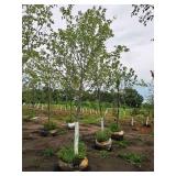 Sienna Glen Maple Acer x Freemanii 2.5" caliper, Ball & Burlap SKU#1594