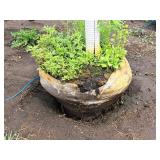 Sienna Glen Maple Acer x Freemanii 2.5" caliper, Ball & Burlap SKU#1594