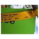 Sienna Glen Maple Acer x Freemanii 2.5" caliper, Ball & Burlap SKU#1594